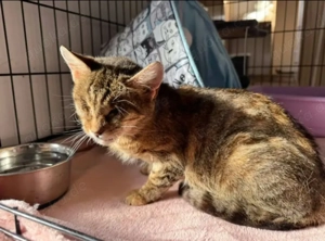 Victoria ein bezauberndes  Katzenmädel