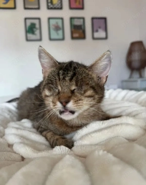 Victoria ein bezauberndes  Katzenmädel Bild 2