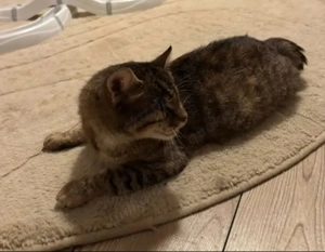 Victoria ein bezauberndes  Katzenmädel Bild 7