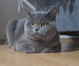 BKH Deckkater ( Blue ) mit Erfahrung 