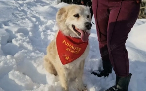 Kuschelige Chanel sucht ihre Menschen Bild 3