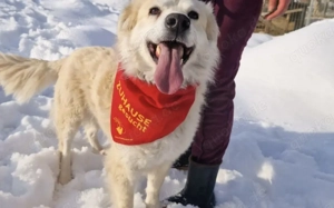 Kuschelige Chanel sucht ihre Menschen Bild 2