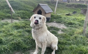 Kuschelige Chanel sucht ihre Menschen Bild 6