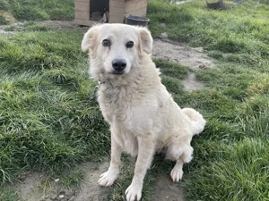 Kuschelige Chanel sucht ihre Menschen Bild 5