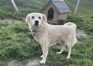 Kuschelige Chanel sucht ihre Menschen Bild 7