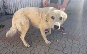 Kuschelige Chanel sucht ihre Menschen Bild 8