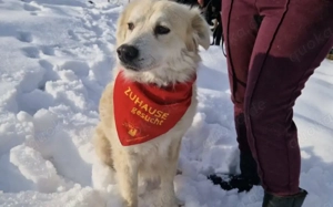 Kuschelige Chanel sucht ihre Menschen