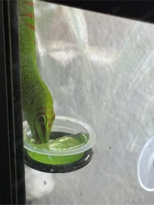 Phelsuma Grandis großer Madagaskar Taggecko