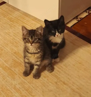 Mix bkh babys 12 Woche alt 