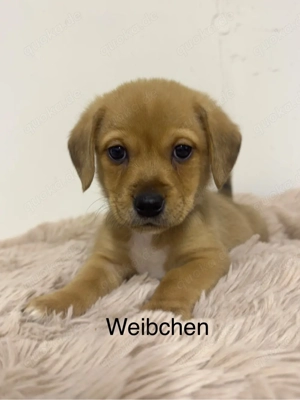 Noch 3 süße Welpen zu verkaufen