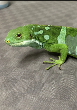 1.0 Brachylophus fasciatus   Fitschi Leguan