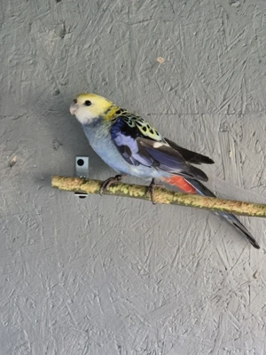 Blaßkopfrosella Henne 