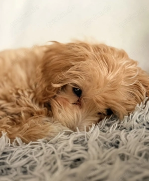 Originaler Maltipoo Welpe 4 Monate alt. Bild 2