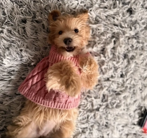 Originaler Maltipoo Welpe 4 Monate alt. Bild 3