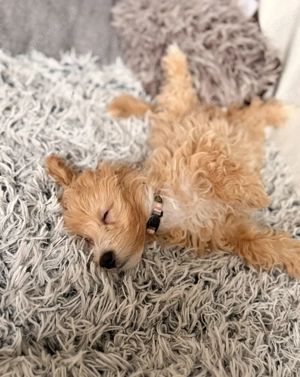 Originaler Maltipoo Welpe 4 Monate alt. Bild 4