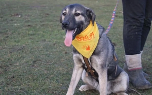 Buddi sucht seinen Buddy