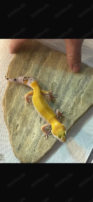 Leopardengecko Jungtier sucht schönes zuhause  