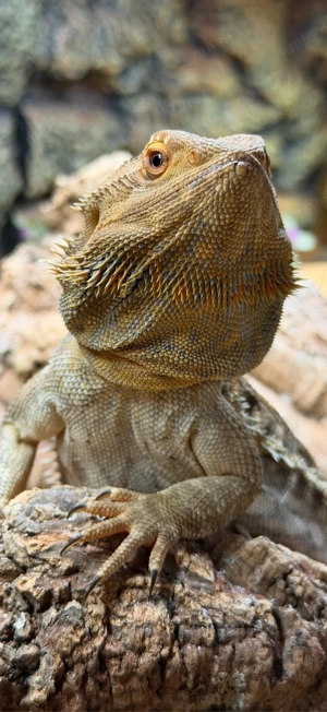 Farbbartagame Weiblich Pogona Vitticeps