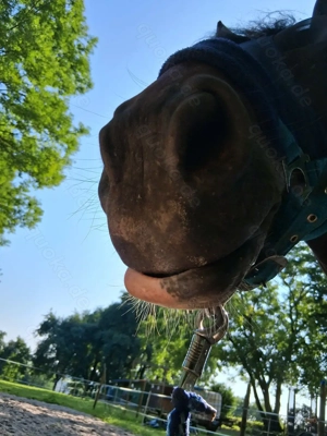 Offenstallplatz für Stute frei