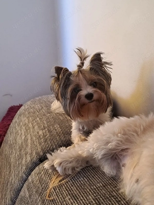 Biewer Deckrüde  Bild 3