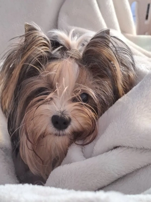 Biewer Deckrüde  Bild 2