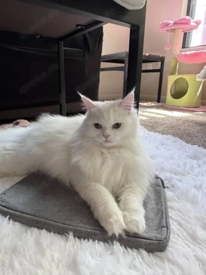 Maine-Coon-Katzen (männlich & weiblich)   Reinrassig   Reservierung möglich