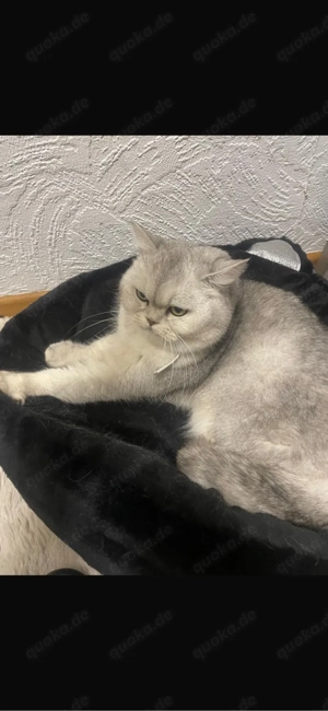 Britisch Kurzhaar in Silver Shaded