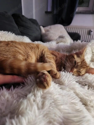 Katzen abzugeben in liebevolle Hände  Bild 3
