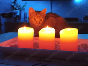 Katzen abzugeben in liebevolle Hände  Bild 8