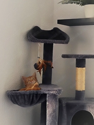 Katzen abzugeben in liebevolle Hände  Bild 7
