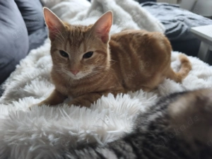 Katzen abzugeben in liebevolle Hände  Bild 5