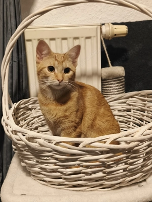 Katze abzugeben in liebevolle Hände 