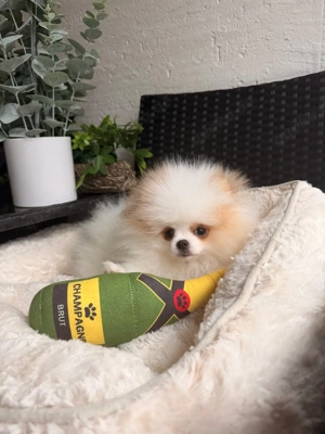 Pomeranian Zwergspitz Spitz 