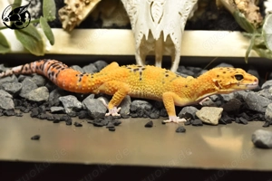 1.0 Emerine Blood Eclipse pos TA Leopardgecko  Bild 2