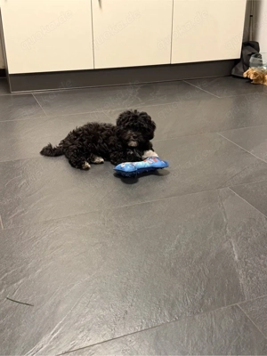 Bichon Frisé Bolonka Mix Welpe 