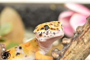 0.1 Emerine Blood het Eclipse pos TA