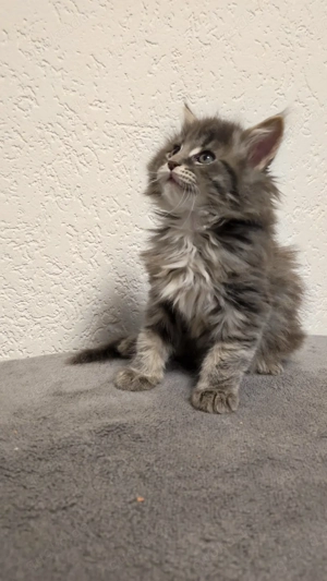Maine Coon Kitten