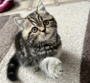 Liebevoller Perser Kater sucht sein Für-immer-Zuhause 