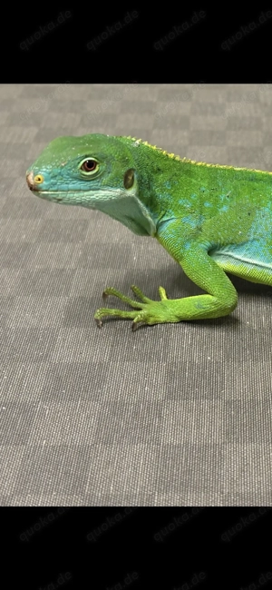 0.1 Brachylophus fasciatus  Fitschi Leguan