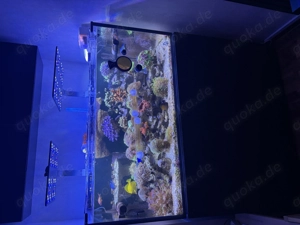 Red Sea Reefer 425 G2 (2022)   Top Zustand   wegen Vergrößerung