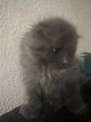 Bkh & Scf Mix Langhaar Dunkelgrau 