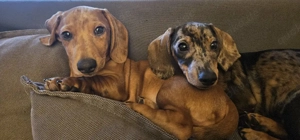 Dackel Charlie sucht ein zu Hause 