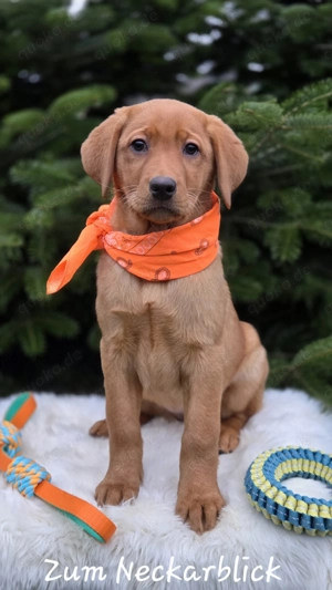 Labrador Retriever Welpen in der Farbe foxred vom Züchter 
