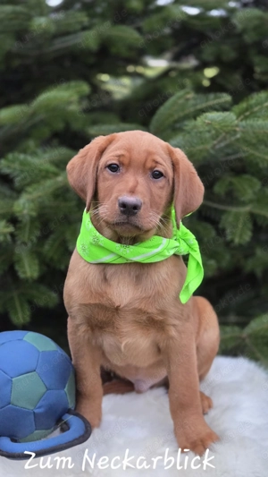 Labrador Retriever Welpen in der Farbe foxred vom Züchter 