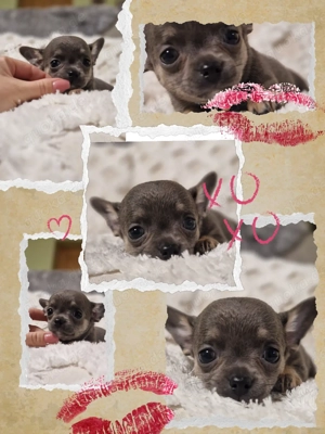 Reinrassige Chihuahua Weibchen in blue tan und lilac tricolor