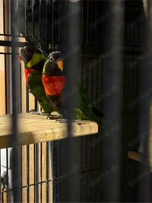 Forsten- Loris zu verkaufen