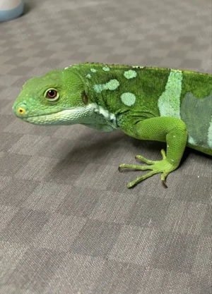 Griechische Landschildkroten Nachzuchten 2025