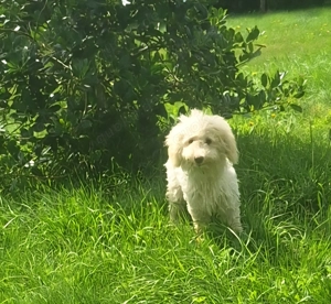 Zwergpudelchen-Mixe suchen liebevolles Heim