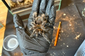 eupalaestrus campestratus vogelspinne