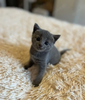 Russisch Blau Kitten mit exzellentem Stammbaum 